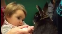 Zoolab visit - Rabbit